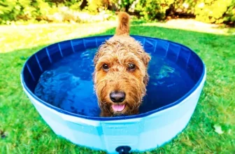 How Cooling Vests Help Dogs Beat the Heat
