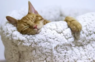 How Do Heated Cat Beds Benefit Your Pet in Winter?