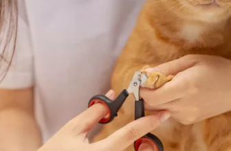 How Do You Choose the Right Nail Clippers for Your Cat?
