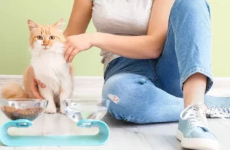 What Are the Must-Have Supplies for New Cat Owners?
