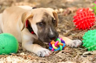 How Can Interactive Toys Benefit Your Dog’s Mental Health?