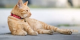 What’s the Ideal Cat Collar for Indoor and Outdoor Cats?