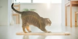 Why Is Cat Scratching Behavior Important, and How Can You Manage It?