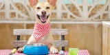 A Healthier Way to Feed Your Pup