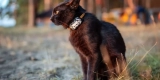 Why Should You Use a GPS Tracker for Outdoor Cats?