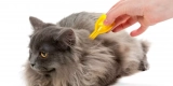 What Are the Best Natural Remedies for Cat Fleas?