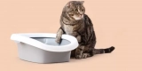 How Often Should You Replace Cat Litter for Optimal Hygiene?
