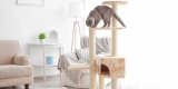 The Role of Cat Trees in Feline Behavior