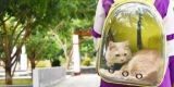 Tips for Traveling With Cats: Must-Have Supplies