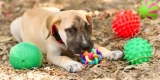 How Can Interactive Toys Benefit Your Dog’s Mental Health?