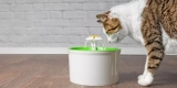 Why Is a Water Fountain Better Than a Regular Bowl for Cats?